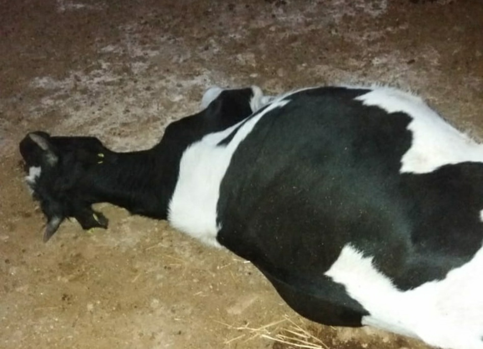 نفوق رؤوس أبقار بضواحي الصويرة نفوق رؤوس أبقار بضواحي الصويرة