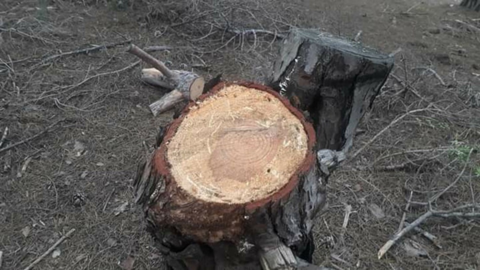 الزحف العمراني يغزو غابات الرميلات الزحف العمراني يغزو غابات الرميلات