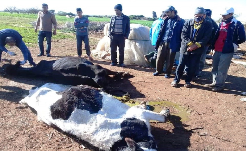 مرض غريب يتسبب في نفوق الأبقار بإقليم سيدي بنور مرض غريب يتسبب في نفوق الأبقار بإقليم سيدي بنور