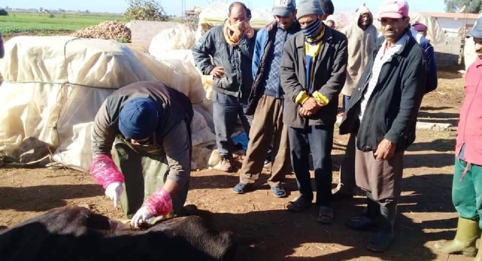 مرض غريب يتسبب في نفوق الأبقار بإقليم سيدي بنور مرض غريب يتسبب في نفوق الأبقار بإقليم سيدي بنور