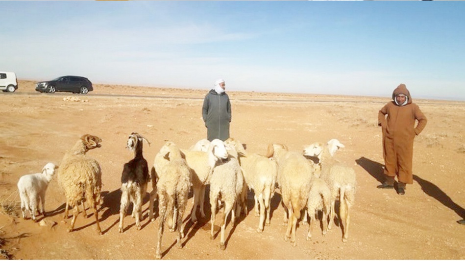 كساب باع شاة ب 30 درهم و رؤوس أخرى تحتضر بالانعاش.‼ كساب باع شاة ب 30 درهم و رؤوس أخرى تحتضر بالانعاش.‼