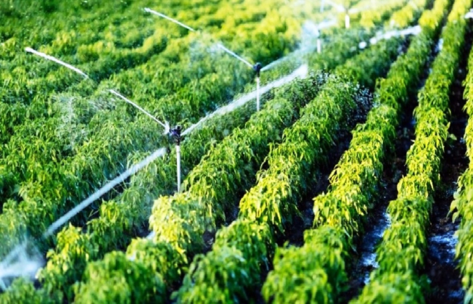 خطر محذق يهدد الفلاحة المغربية جراء الجفاف وقلة التساقطات المطرية خطر محذق يهدد الفلاحة المغربية جراء الجفاف وقلة التساقطات المطرية
