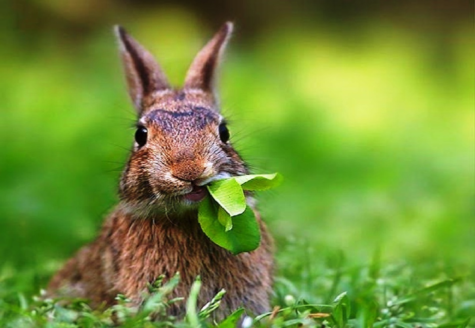 اكتشاف حيوانات ونباتات جديدة اكتشاف حيوانات ونباتات جديدة