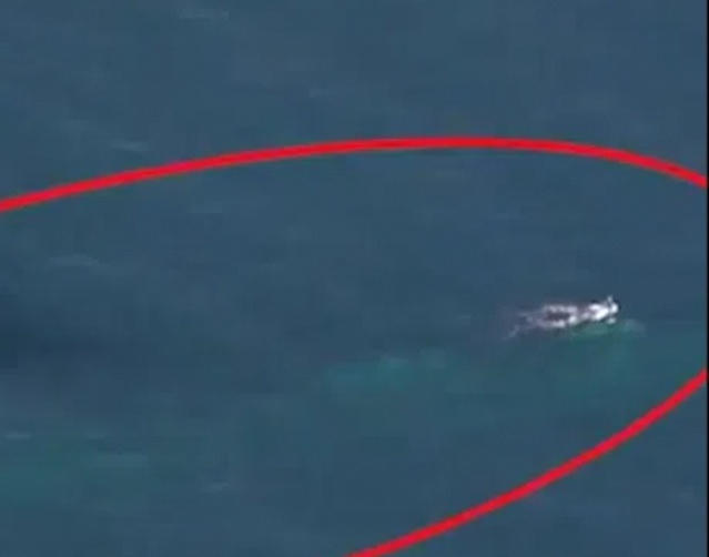 الجيش الإيراني يرصد غواصة مجهولة شمال المحيط الهندي الجيش الإيراني يرصد غواصة مجهولة شمال المحيط الهندي