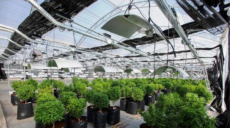 الخطوة الأولى في الاستعمال المشروع لـ «الكيف» انطلقت.. وزارة الداخلية تقدم مذكرة مشروع قانون مفصل لتنظيم استعمال المخدرات لأغراض طبية الخطوة الأولى في الاستعمال المشروع لـ «الكيف» انطلقت.. وزارة الداخلية تقدم مذكرة مشروع قانون مفصل لتنظيم استعمال المخدرات لأغراض طبية