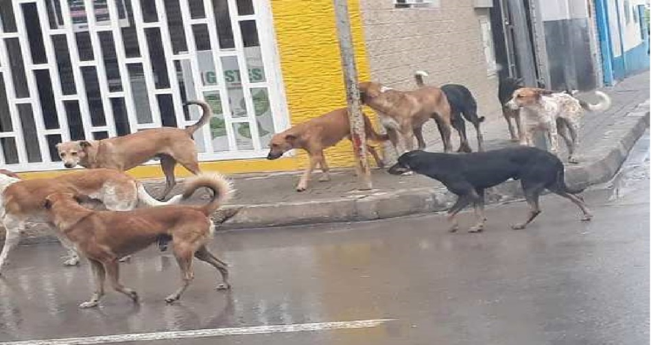 الحسيمة تحت رحمة قطعان الكلاب الضالة الحسيمة تحت رحمة قطعان الكلاب الضالة