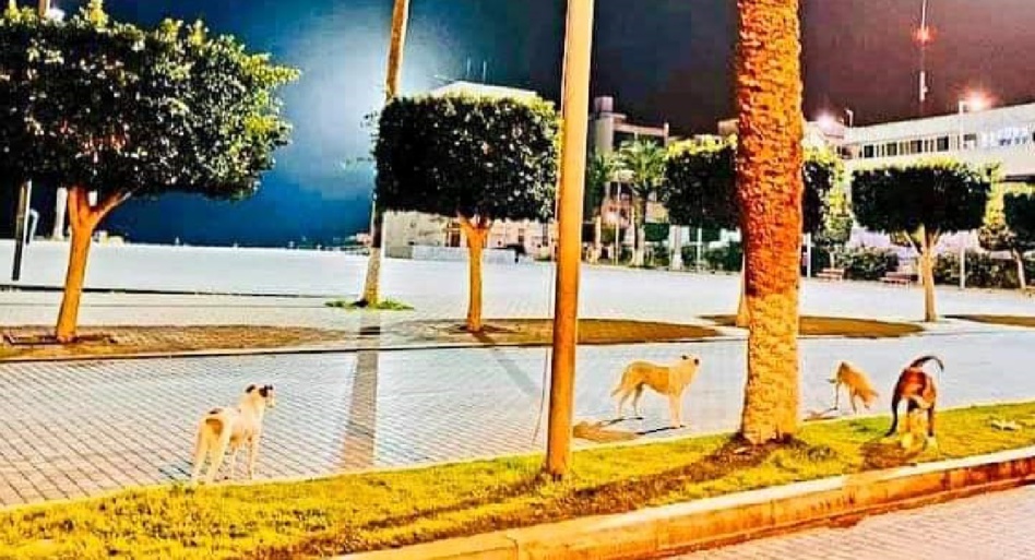 الحسيمة تحت رحمة قطعان الكلاب الضالة الحسيمة تحت رحمة قطعان الكلاب الضالة