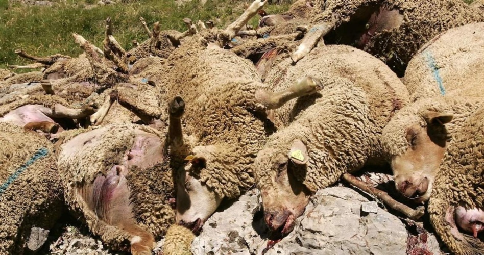 صعقة كهربائية تتسبب في نفوق عدد من الأغنام بإقليم النواصر