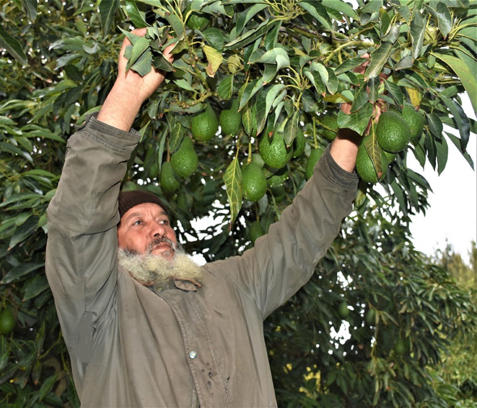 سلاليو "الحنشة" ببوقنادل يستنجدون بجلالة الملك بعد تهديدهم بالإفراغ من أرض الآباء و الأجداد سلاليو "الحنشة" ببوقنادل يستنجدون بجلالة الملك بعد تهديدهم بالإفراغ من أرض الآباء و الأجداد