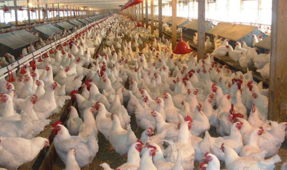 الجمعية الوطنية لمربي دجاج اللحم تستنكر في بلاغ لها