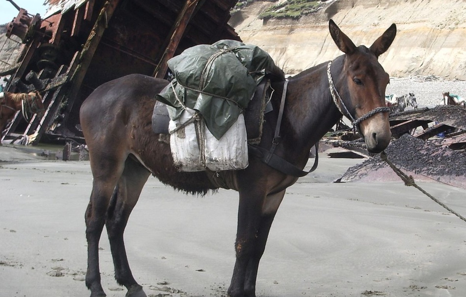 بسبب "بغل" خمس سنوات لمتهم بقتل ابن عمه بجماعة بني بوشيبت نواحي الحسيمة بسبب "بغل" خمس سنوات لمتهم بقتل ابن عمه بجماعة بني بوشيبت نواحي الحسيمة