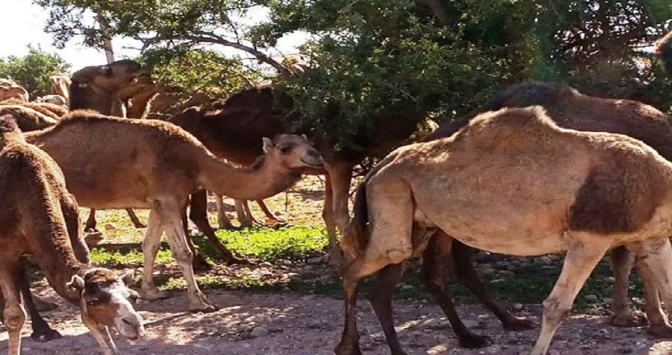قطعان الإبل تغزو مدينة أكادير ودروبها في غفلة من الجميع قطعان الإبل تغزو مدينة أكادير ودروبها في غفلة من الجميع