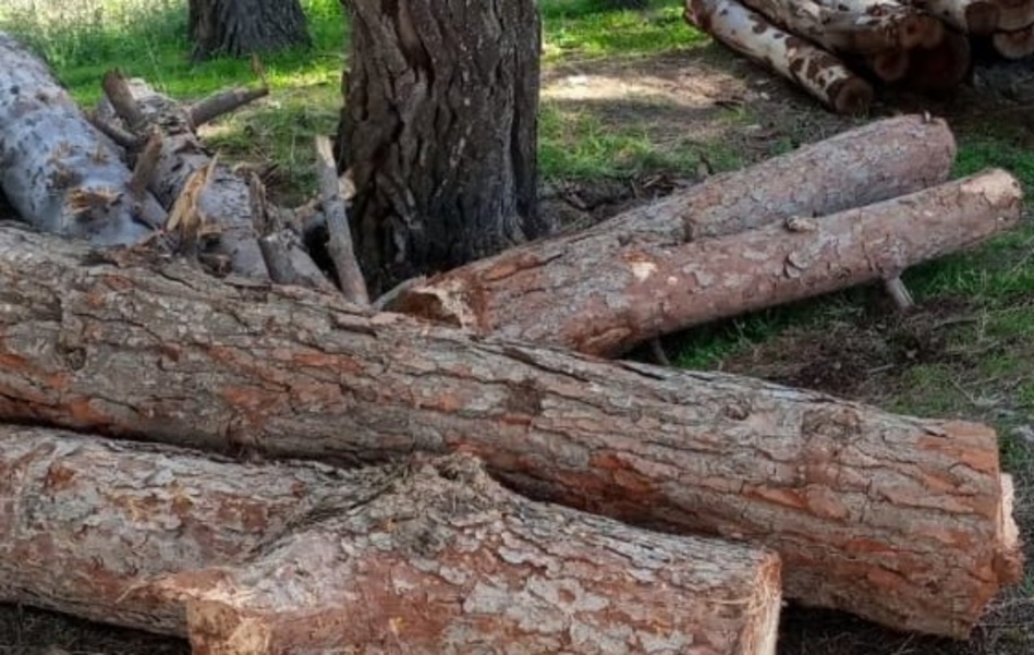 ساكنة أوكايمدن تطالب بمحاسبة المتورطين بقطع أربع شجرات تاريخية ساكنة أوكايمدن تطالب بمحاسبة المتورطين بقطع أربع شجرات تاريخية