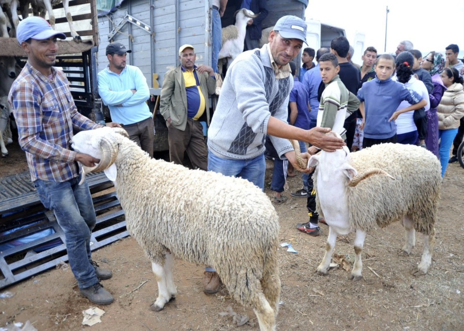 ارتفاع أثمنة الأضاحي على بعد أيام  من حلول عيد الأضحى ارتفاع أثمنة الأضاحي على بعد أيام  من حلول عيد الأضحى