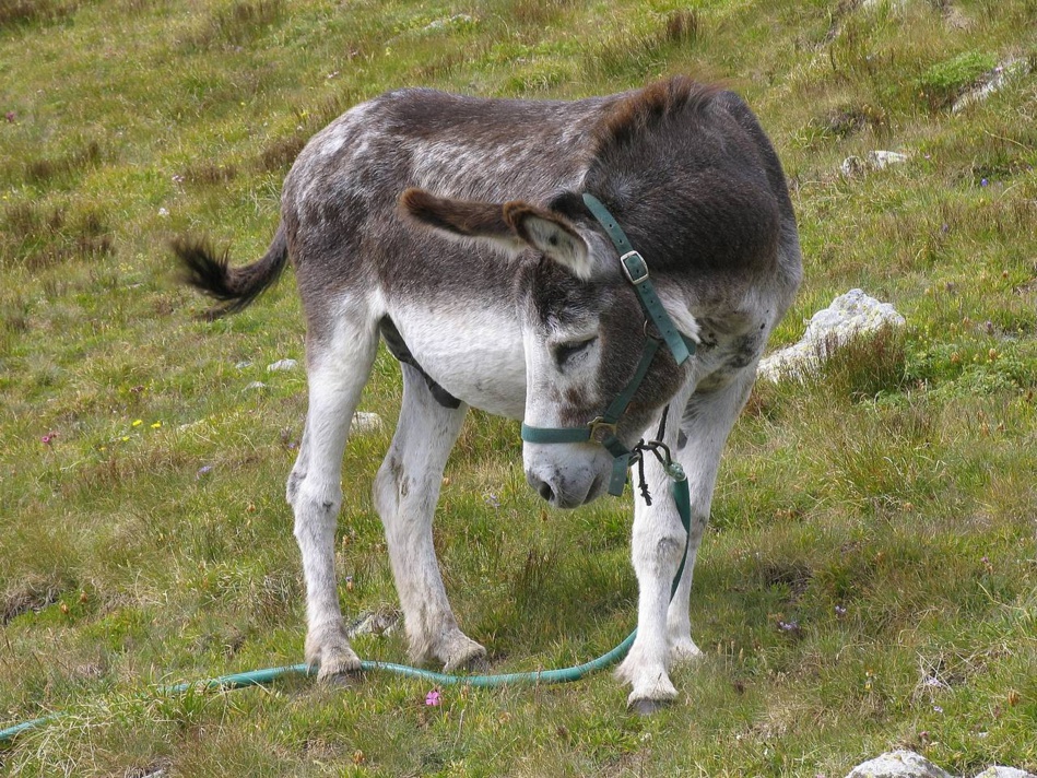 حمار ينهي حياة طفلة صغيرة بالتامري ضواحي أكادير حمار ينهي حياة طفلة صغيرة بالتامري ضواحي أكادير