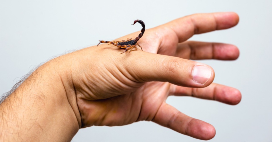 وزارة الصحة تحذر المغاربة من خطورة لسعات العقارب ولدغات الأفاعي وزارة الصحة تحذر المغاربة من خطورة لسعات العقارب ولدغات الأفاعي