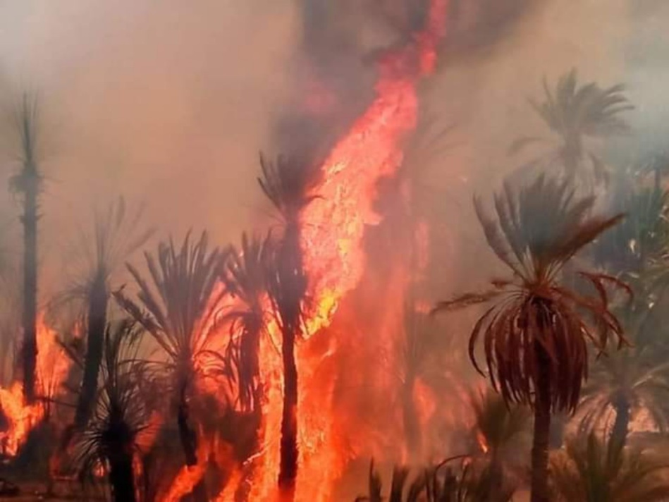 ماهي استعدادات الحكومة لمواجهة احتمالات نشوب الحرائق في الغابات؟
