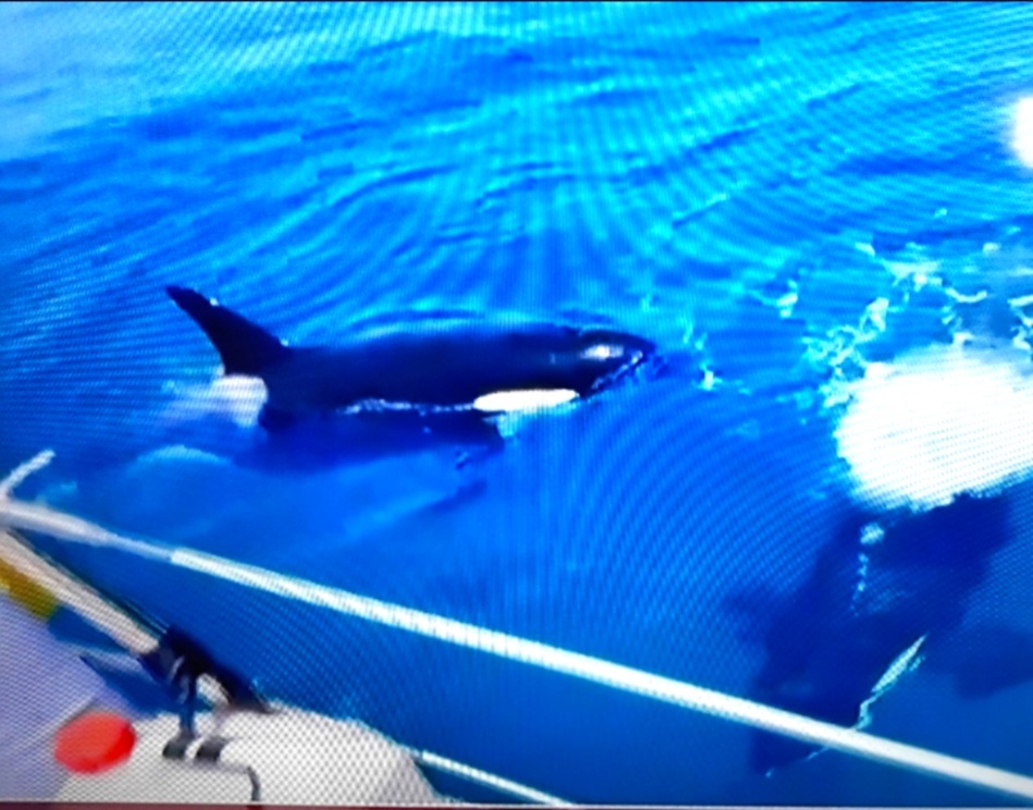 ظاهرة بحرية لم يسبق لها مثيل..  ظاهرة بحرية لم يسبق لها مثيل..