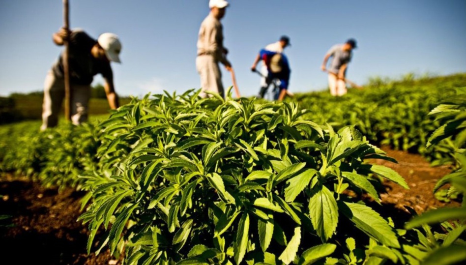 أهم الإجراءات المتخذة لإنجاح ومواكبة الموسم الفلاحي الحالي أهم الإجراءات المتخذة لإنجاح ومواكبة الموسم الفلاحي الحالي