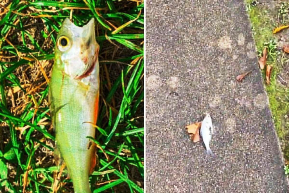 ظاهرة غريبة بالفيديو.. السماء تمطر أسماكاً في ولاية أمريكية! ظاهرة غريبة بالفيديو.. السماء تمطر أسماكاً في ولاية أمريكية!