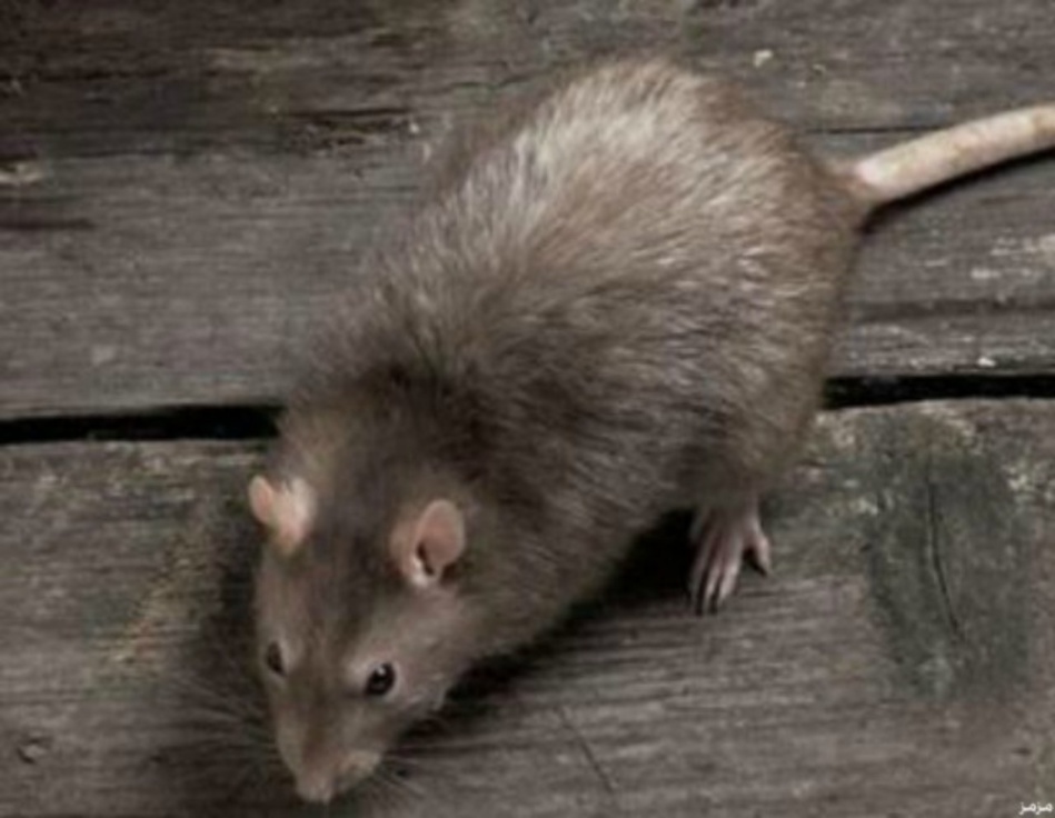 فأر كبير يتسبب في طرد 4 تلاميذ من ثانوية بمكناس فأر كبير يتسبب في طرد 4 تلاميذ من ثانوية بمكناس