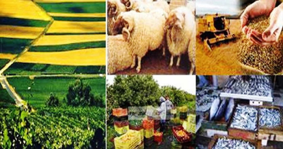 المغرب يواجه أسوأ سنة فلاحية خلال ثلاثة عقود المغرب يواجه أسوأ سنة فلاحية خلال ثلاثة عقود