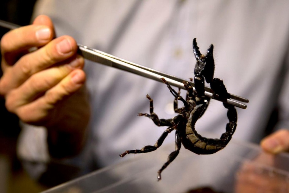 ابتكار مغربي وراء ثورة علمية في مجال استخراج سم العقارب ابتكار مغربي وراء ثورة علمية في مجال استخراج سم العقارب