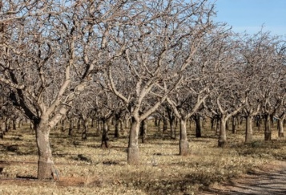 هكتارات من ضيعات الحوامض بـ"تارودانت" مهددة بالجفاف هكتارات من ضيعات الحوامض بـ"تارودانت" مهددة بالجفاف