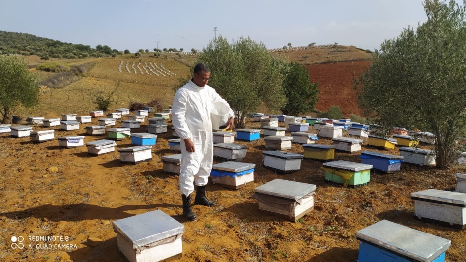 القلق عارم في أوساط مربي النحل والمطلب الملح توفير الدواء