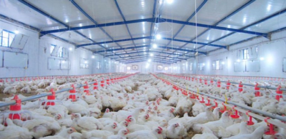 مربو‭ ‬الدجاج‭ ‬يحملون‭ ‬‮ ‬"أونسا"‬‭ ‬مسؤولية‭ ‬الدجاج‭ ‬المذبوح‭ ‬الموجه‭ ‬للمغاربة‭