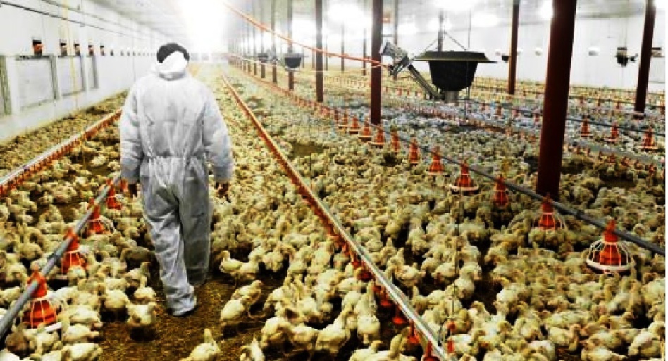حقيقة نفوق الدواجن في المغرب بسبب أنفلونزا الطيور حقيقة نفوق الدواجن في المغرب بسبب أنفلونزا الطيور