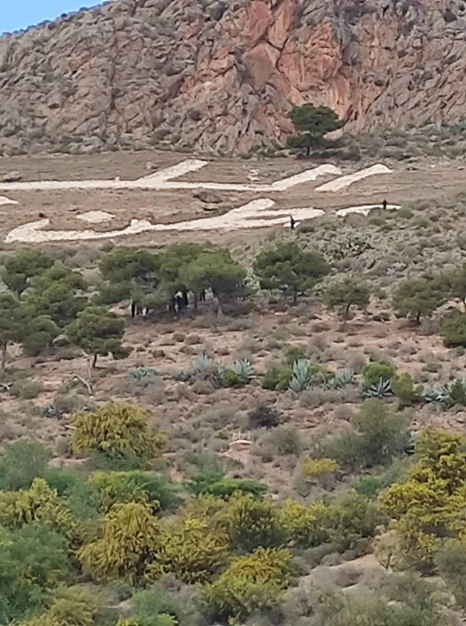 صورة الشاب وهي معلقة على الشجرة صورة الشاب وهي معلقة على الشجرة