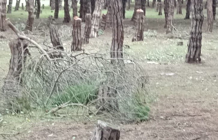 غابة لايبيكا ذاكرة وتراث طبيعي يحتضر غابة لايبيكا ذاكرة وتراث طبيعي يحتضر