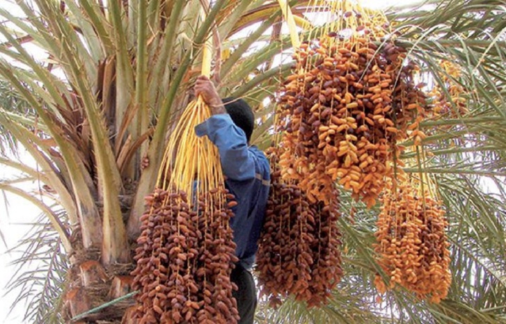 واحات درعة تافيلالت في حاجة إلى الحماية 