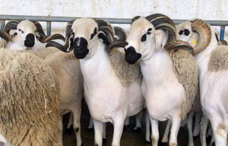 صديقي يُطمْئن المغاربة بخصوص عيد الأضحى صديقي يُطمْئن المغاربة بخصوص عيد الأضحى