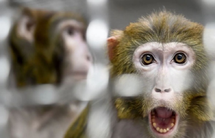 حمضي: جدري القرود لن يعيد المغرب إلى الحجر حمضي: جدري القرود لن يعيد المغرب إلى الحجر