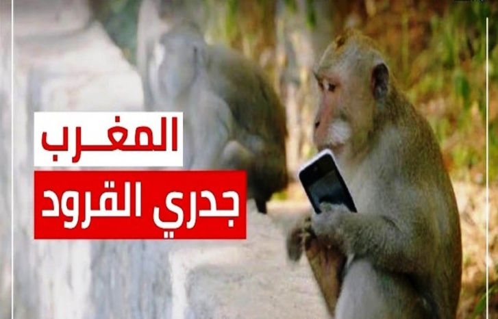 عدم وجود جدري القردة بالمغرب بشرى وتنبيه في آن