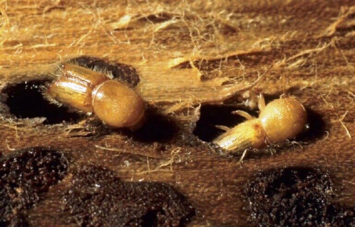 تحذير من برنامج أمريكي مرتبط بالحشرات "يحمل في طياته خطرا كبيرا" تحذير من برنامج أمريكي مرتبط بالحشرات "يحمل في طياته خطرا كبيرا"