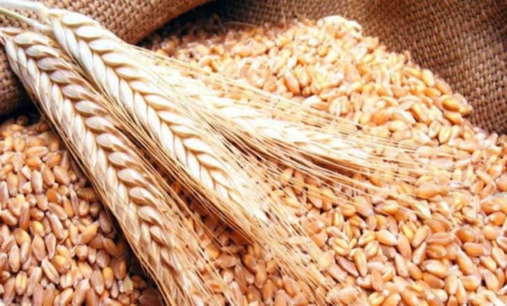 تحديد سعر القمح الطري في 300 درهم للقنطار  تحديد سعر القمح الطري في 300 درهم للقنطار