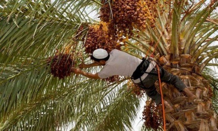 حماية "أُنتج في المغرب" قبل تشجيع "صُنع في المغرب" حماية "أُنتج في المغرب" قبل تشجيع "صُنع في المغرب"