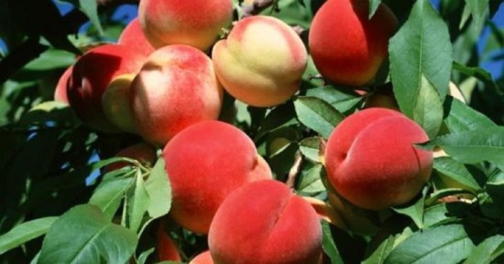 ضمنها الطماطم.. أكثر الفواكه الصيفية قيمة غذائية ضمنها الطماطم.. أكثر الفواكه الصيفية قيمة غذائية