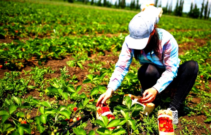 استمرار استنزاف العاملات المغربيات بمزارع وحقول إسبانيا استمرار استنزاف العاملات المغربيات بمزارع وحقول إسبانيا