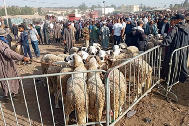 برلماني يطالب بإحاطة عملية عيد الأضحى بكل الضمانات برلماني يطالب بإحاطة عملية عيد الأضحى بكل الضمانات