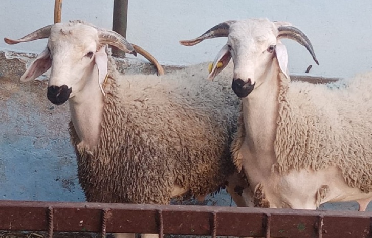 عيد الأضحى بالبرنوصي.. السلطات تكسب رهان التنظيم عيد الأضحى بالبرنوصي.. السلطات تكسب رهان التنظيم