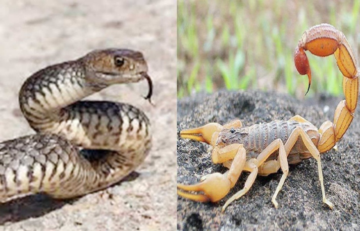 سطات.. تسونامي الأفاعي والعقارب يهدد حياة الرضع والأطفال سطات.. تسونامي الأفاعي والعقارب يهدد حياة الرضع والأطفال