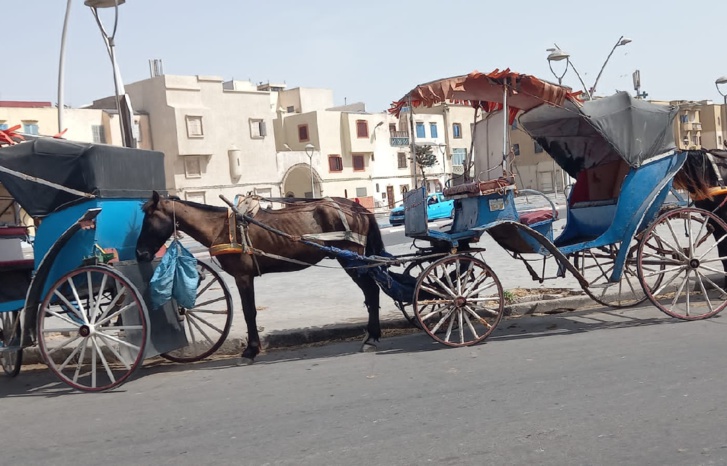 مدينة الصويرة تستنجد بالمسؤولين