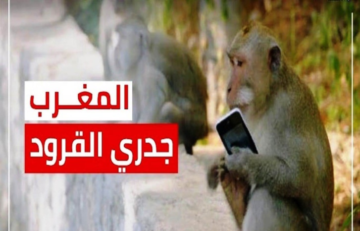 وزارة الصحة المغربية تعلن عن تسجيل حالة إصابة مؤكدة بفيروس جذري القردة