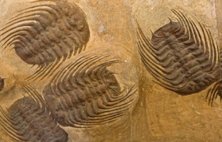 المغرب ينضم رسميا لاتفاقية مكافحة تهريب القطع الثقافية المغرب ينضم رسميا لاتفاقية مكافحة تهريب القطع الثقافية