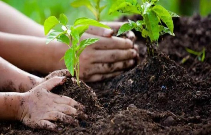 اختلالات المناخ.. هل يُصلِح التشجير ما أفسدته أيدي البشر؟ اختلالات المناخ.. هل يُصلِح التشجير ما أفسدته أيدي البشر؟