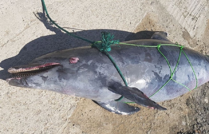 العثور على دلفين نافق بشاطئ اشتوكة العثور على دلفين نافق بشاطئ اشتوكة